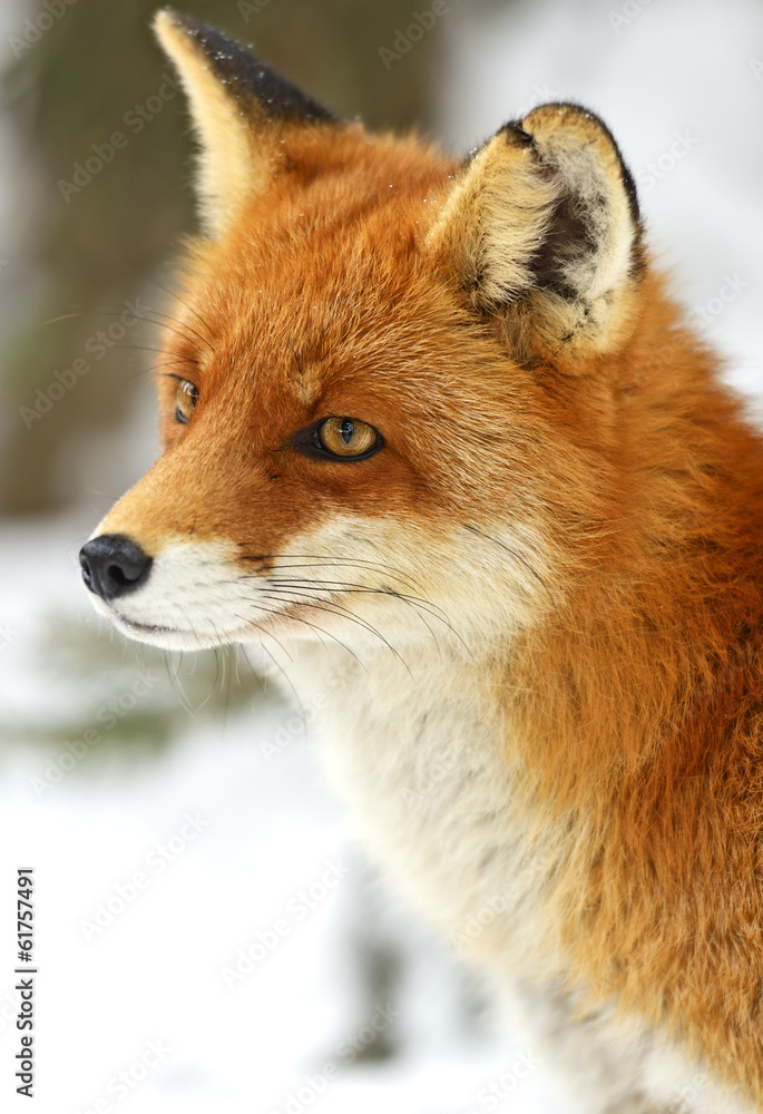 Portrait Foxes