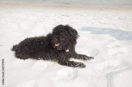 beach dog, happy black shihtzu puppy on the white sand beach photo