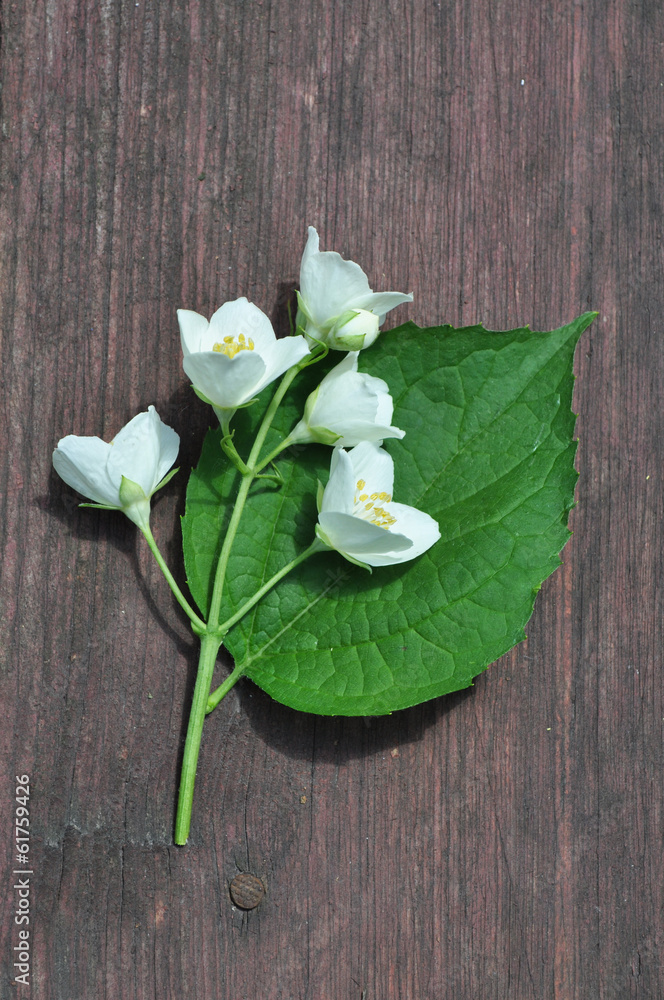 Bouquet of white Phyladelphus flowers Bouquet of white Phyladelphus flowers