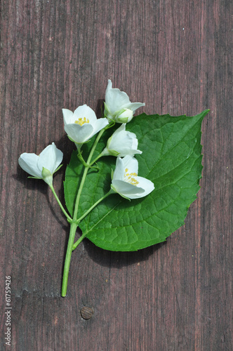 Bouquet of white Phyladelphus flowers