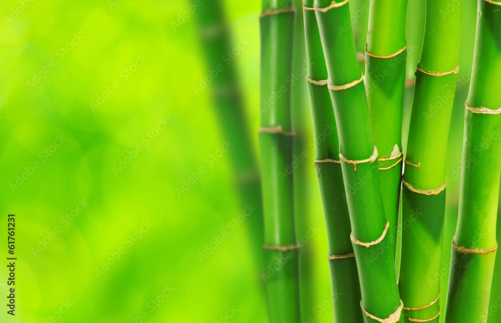 Obraz premium green bamboo