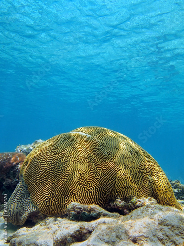 Brain coral in the Caribbean sea