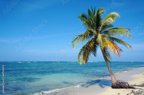 Fototapeta Naklejka Na Ścianę i Meble -  Coconut tree on Caribbean sandy beach