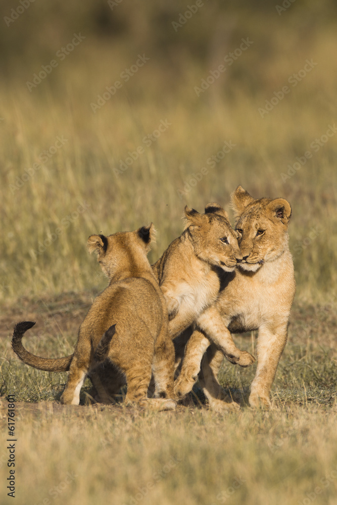 Fototapeta premium African lion cubs