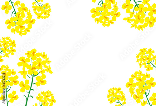 春の訪れの黄色い菜の花のフレーム