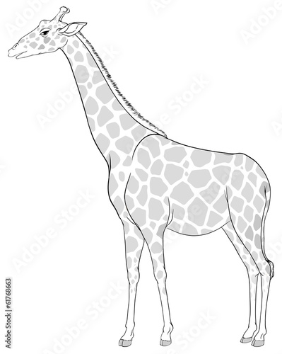 A sketch of a giraffe
