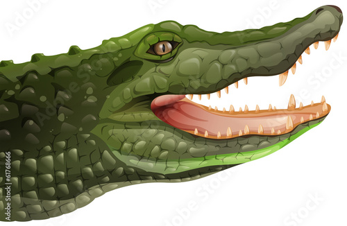 A crocodile