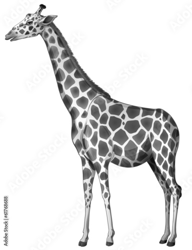 A giraffe