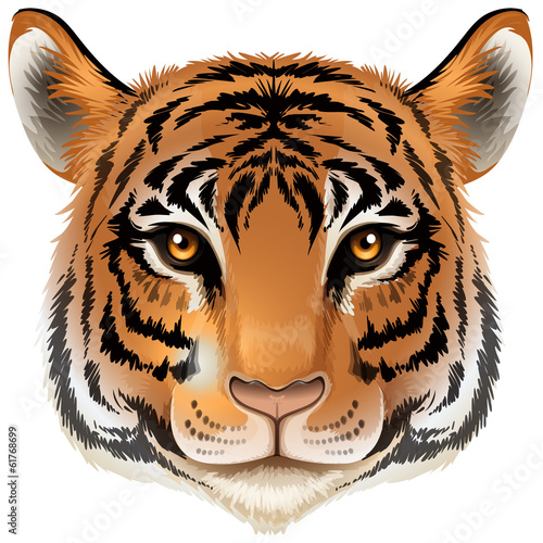 Fototapeta Naklejka Na Ścianę i Meble -  A head of a tiger