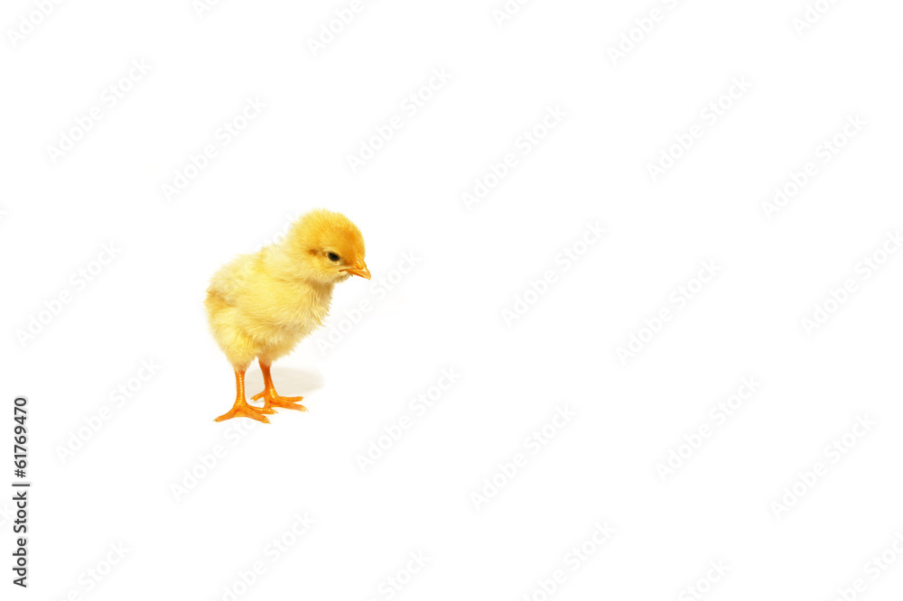 Kücken Kücken