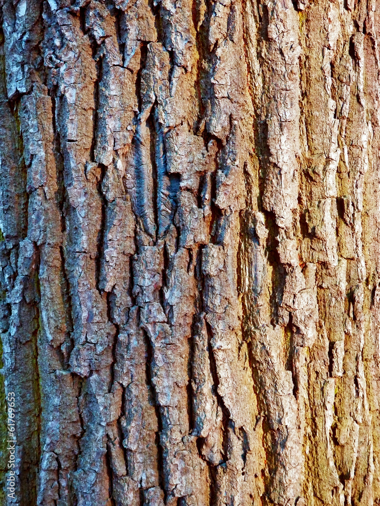 Fototapeta premium tree bark detail