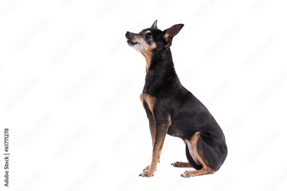 Miniature Pinscher on a white background Miniature Pinscher on a white background