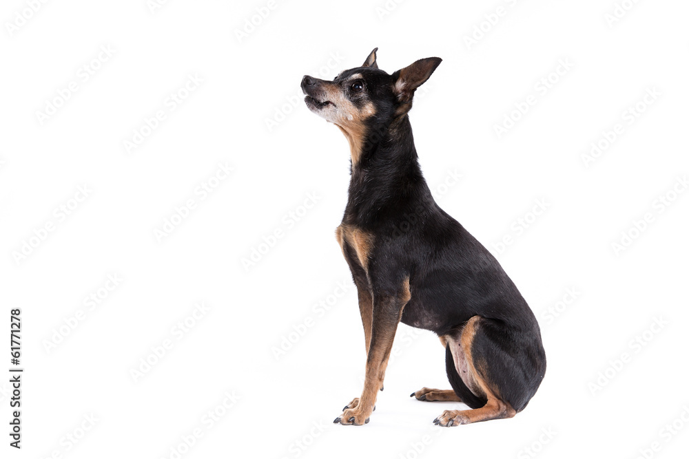 Miniature Pinscher on a white background