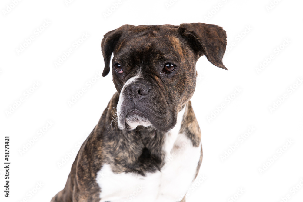 Boxer on a white background