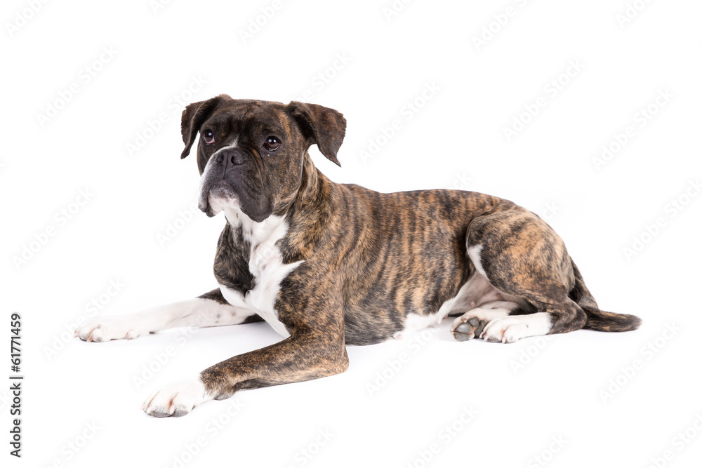 Boxer on a white background