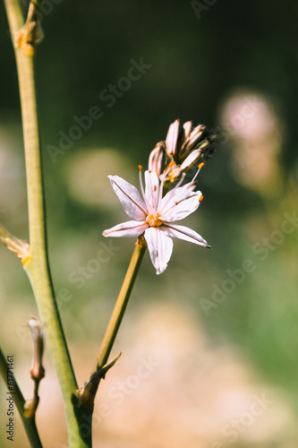 Branched asphodel in springtime photo