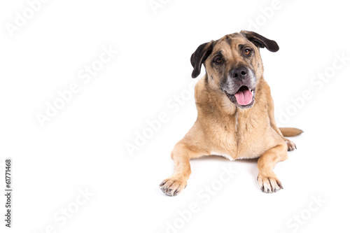 Mixed breed dog on a white background
