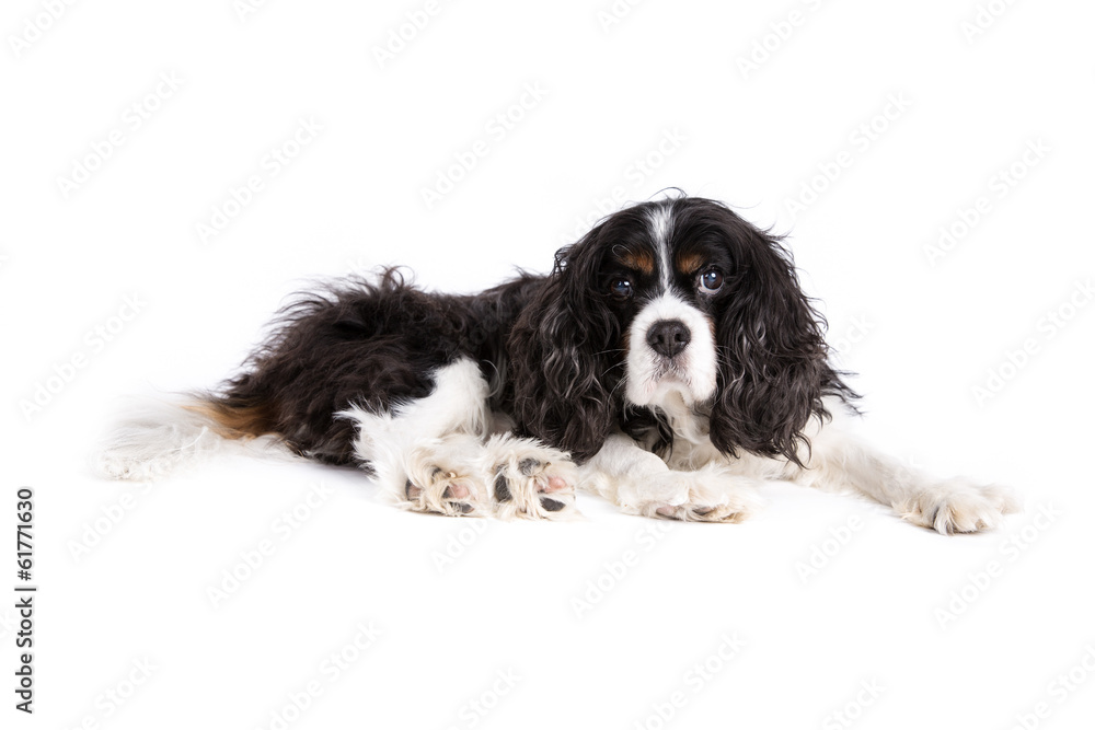 Cavalier King Charles Spaniel dog on a white background Cavalier King Charles Spaniel dog on a white background