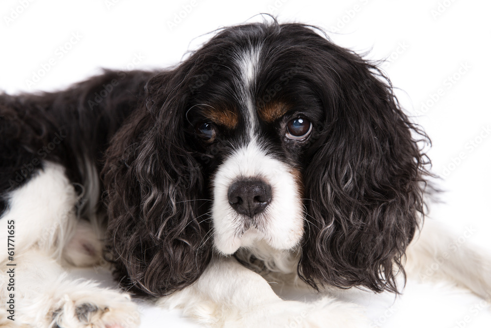 Cavalier King Charles Spaniel dog on a white background Cavalier King Charles Spaniel dog on a white background