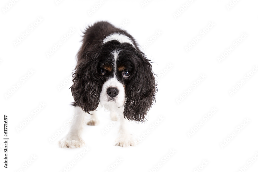 Cavalier King Charles Spaniel dog on a white background