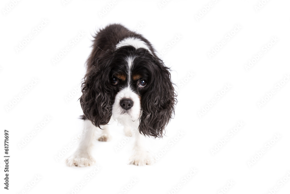 Cavalier King Charles Spaniel dog on a white background Cavalier King Charles Spaniel dog on a white background