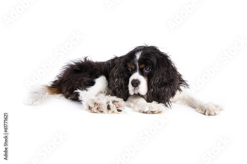 Cavalier King Charles Spaniel dog on a white background