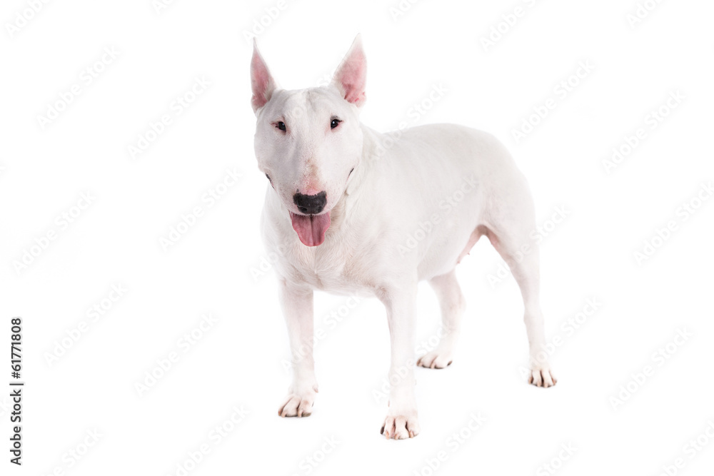 Bull terrier dog on a white background
