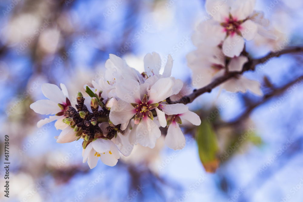 Blossoming almond tree flowers in springtime Blossoming almond tree flowers in springtime