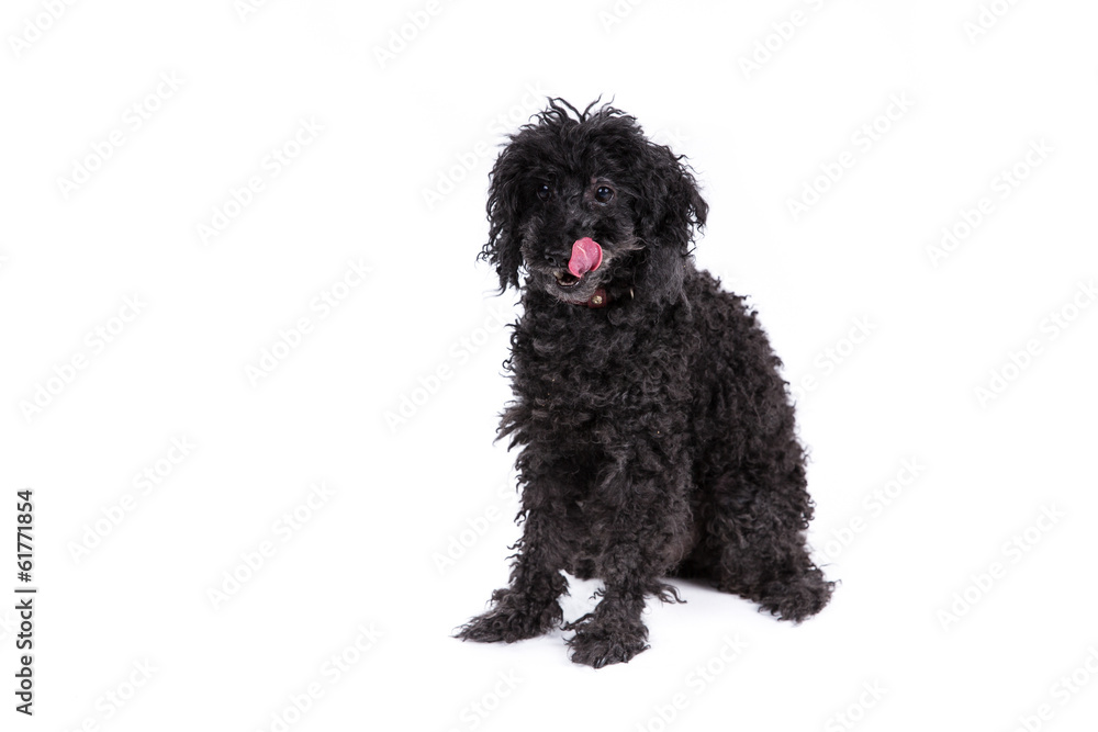 Poodle dog on a white background