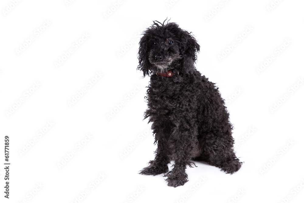 Poodle dog on a white background