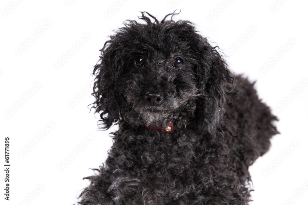 Poodle dog on a white background