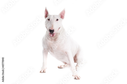 Fototapeta Bull terrier dog on a white background