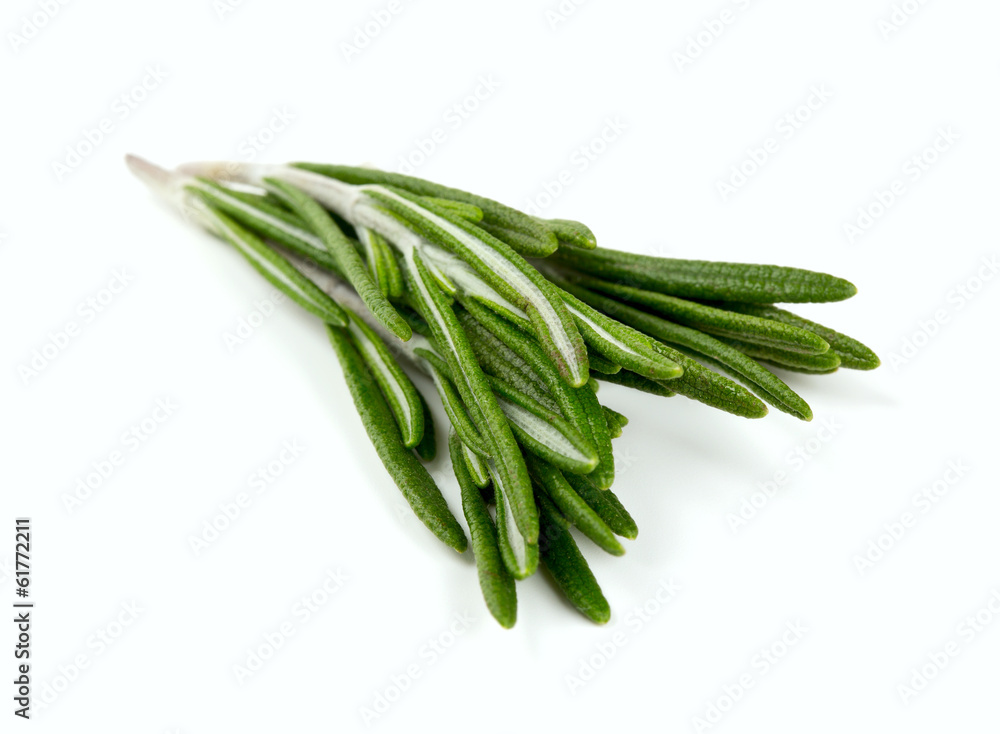 twigs of rosemary isolated on white twigs of rosemary isolated on white