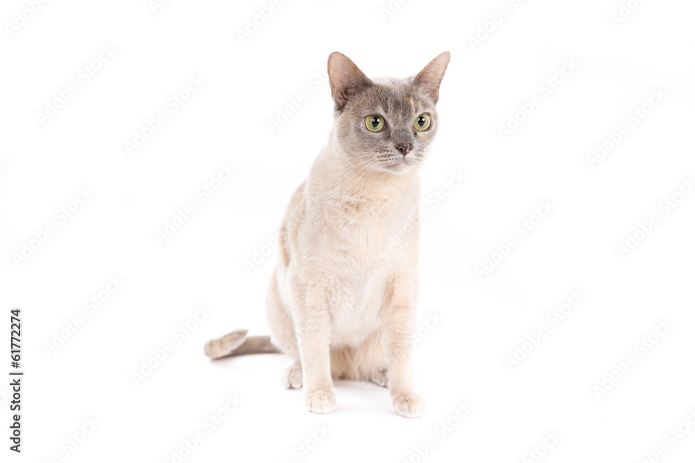 Burmese cat on a white background