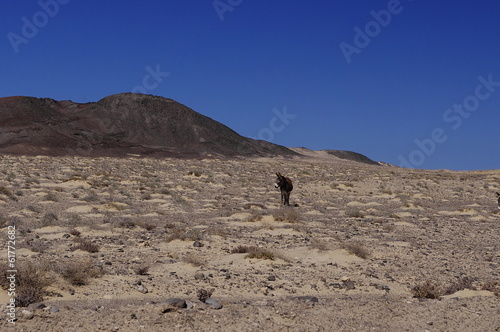 Donkey in Jandia Playa, Canary Island Fuerteventura, Spain