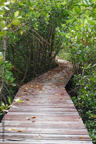 Wooden bridge through the mangrove reforestation in Petchaburi © pulpitis17