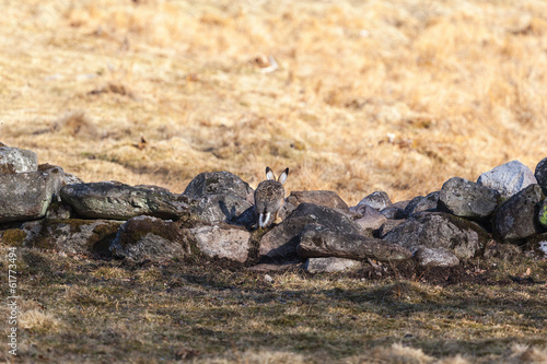 Brown Hare