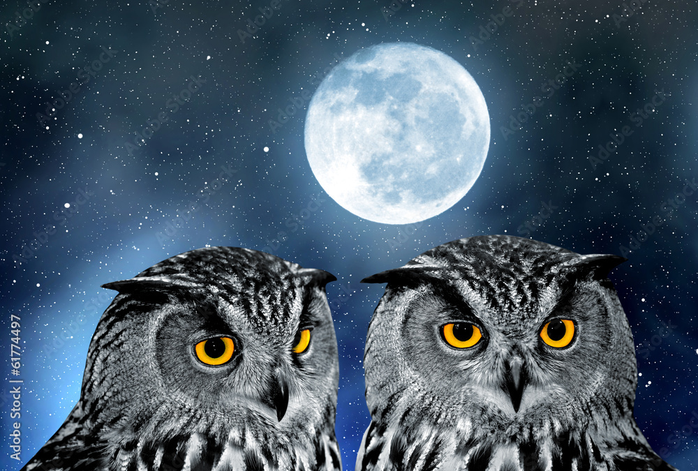 Fototapeta premium Eagle Owl, Bubo bubo