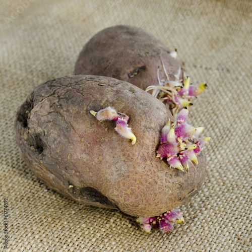 potato sprouts isolated on bag background
