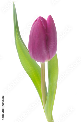 Tulip