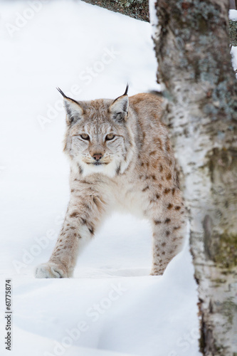 European lynx sneaking in the snow