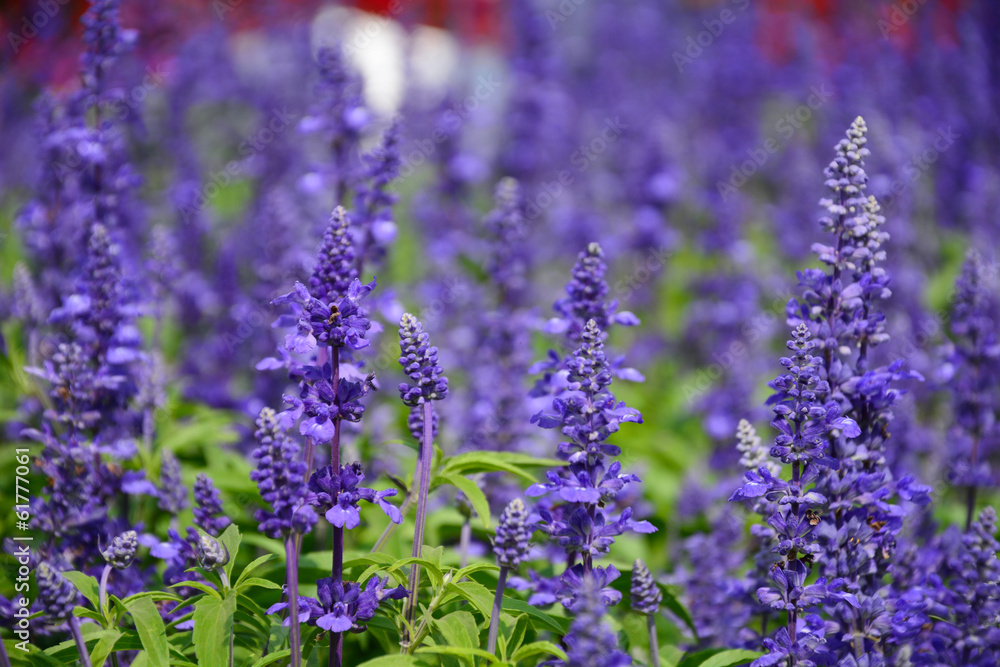 Fototapeta premium Lavender Field