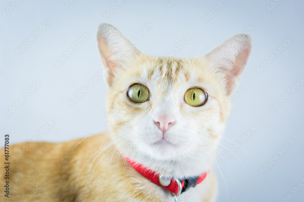Ginger orange cat have collar and bell