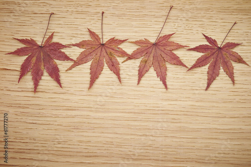 Autumn Maple Leaf