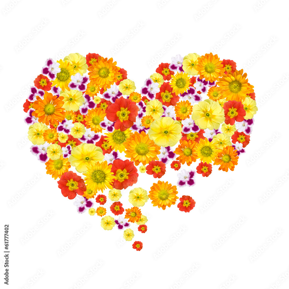 heart of color flowers isolated on white heart of color flowers isolated on white
