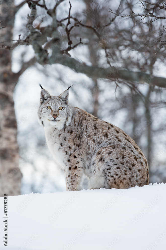 Lynx sitting in the snow a cold winter Lynx sitting in the snow a cold winter