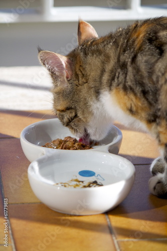 Gatto che mangia