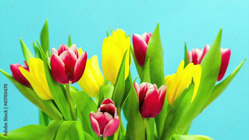 Easter spring Tulips blooming on chroma blue screen Easter spring Tulips blooming on chroma blue screen