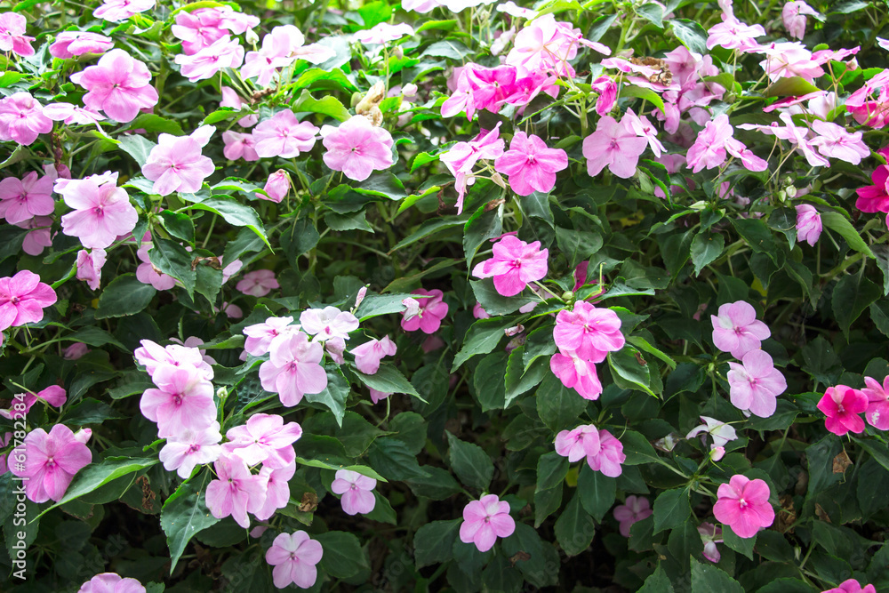 Beautiful impatiens flowers Beautiful impatiens flowers