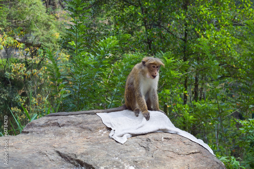 Monkey, Sri Lanka © Traida